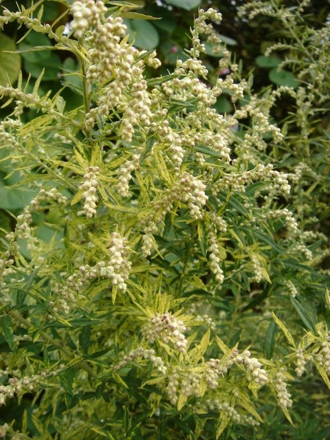 Artemisia vulgaris 'Oriental Lime' fleur